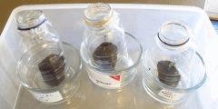08 Serre Germination