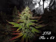 161 LSD FLO 64