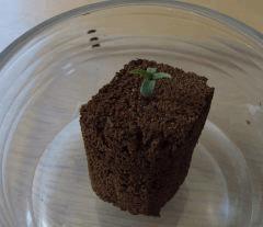 10 Germination Critical G3