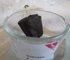 03 Germination Guayaba G2