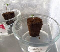 05 Germination LSD Guayaba G1 G3