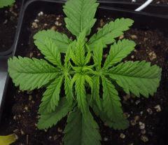 47 Critical CRO 10 2