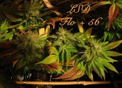 151 LSD FLO 56