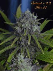 145 Critical FLO 54