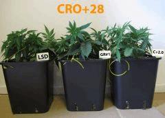 79 CRO ALL 28