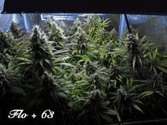 159 ALL FLO 63 2