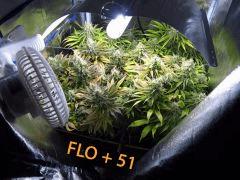 141 ALL FLO 51