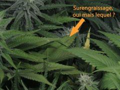134 Surengraissage FLO 31