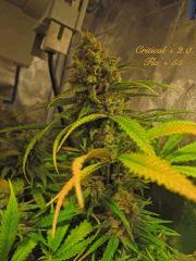 146 Critical FLO 55