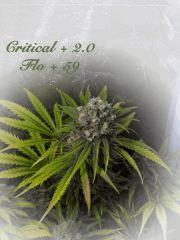 155 C2 FLO 59