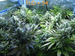 143 ALL FLO 54