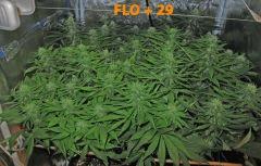 131 ALL FLO 29