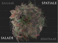 81 Salade spatiale PSY