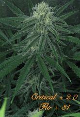 133 Critical FLO 31