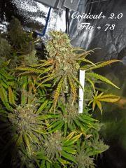 175 Critical FLO 73