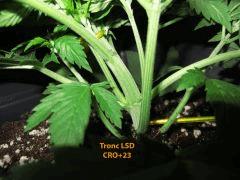 64 Tronc LSD