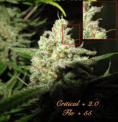 149 Critical FLO 55 2