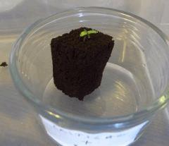07 Germination Critical G1 2