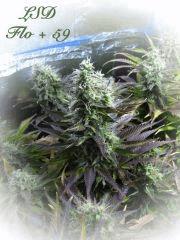 156 LSD FLO 59