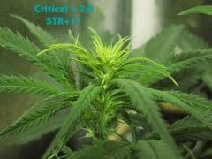 110 Critical Bud STR11