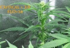 117 Critical FLO 16