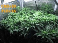 115 FLO ALL 16