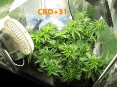 84 CRO ALL 31 2