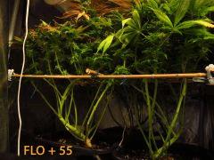 148 ALL FLO 55