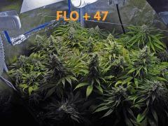 138 ALL FLO 47