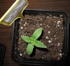 26 LSD CRO 4