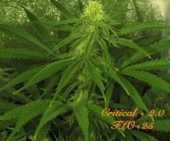 124 Critical FLO 25