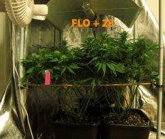 127 ALL FLO 28
