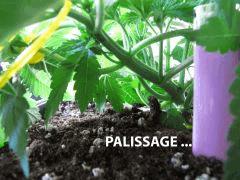 76 Palissage CRO 26