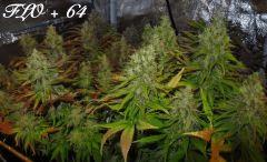 160 ALL FLO 64