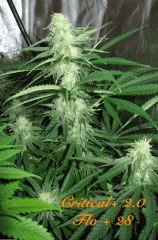 130 Critical FLO 28