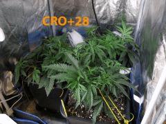 78 CRO ALL 28 1