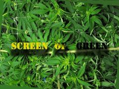 97 SCROG