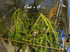 171 ALL CUT 0