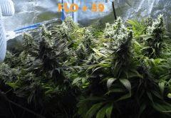 154 ALL FLO 59