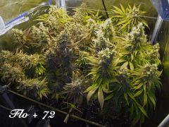 169 ALL FLO 72