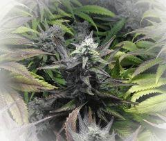 142 LSD FLO 49