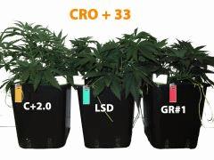 86 CRO ALL 33 2