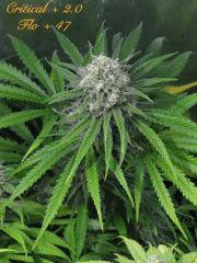 139 Critical FLO 47