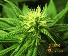 126 LSD FLO 25