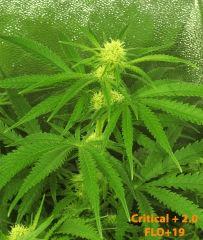 120 Critical FLO 19