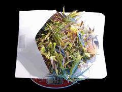 181  Feuilles Manucure