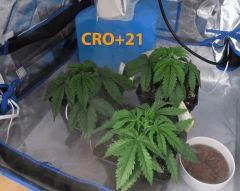 58 CRO ALL 15