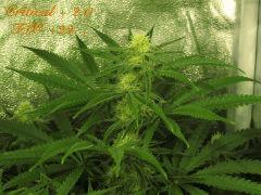122 Critical FLO 23