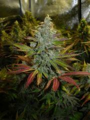167 LSD FLO 67