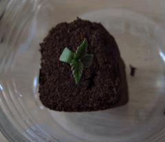 12 Germination LSD G2